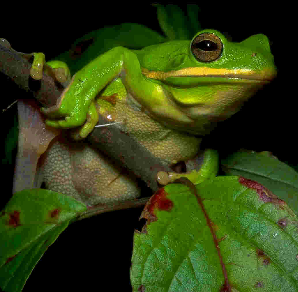 frogs pictures effigy